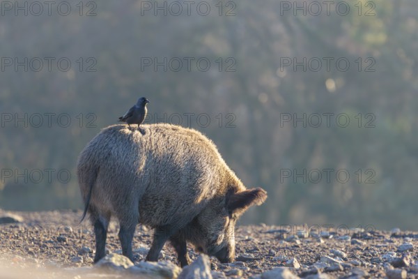 A wild boar (Sus scrofa)stands backlit by the sun on a clearing searching for food. A western jackdaw (Coloeus monedula) sits on its back waiting for its share. Bavaria, Germany