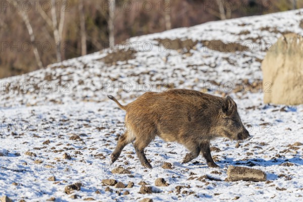 A young wild boar (Sus scrofa) runs across a snow-covered clearing on a sunny day. Bavaria, Germany