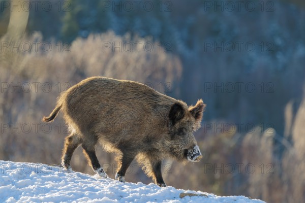 A wild boar (Sus scrofa) stands in the backlight of the sun on a snow-covered mound. A forest can be seen in the background. Bavaria, Germany