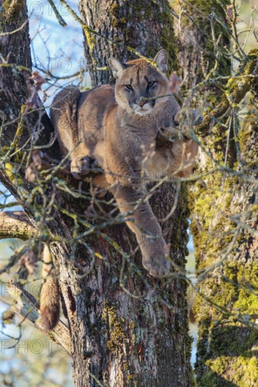 An adult female cougar (Puma concolor) rests high up in an oak tree on a sunny, cold winter day with blue skies in the background. Captive
