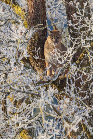 An adult female cougar (Puma concolor) sits high up in a frost-covered oak tree on a sunny, cold winter day. Captive