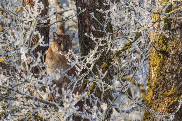 An adult female cougar (Puma concolor) sits high up in a frost-covered oak tree on a sunny, cold winter day. Captive