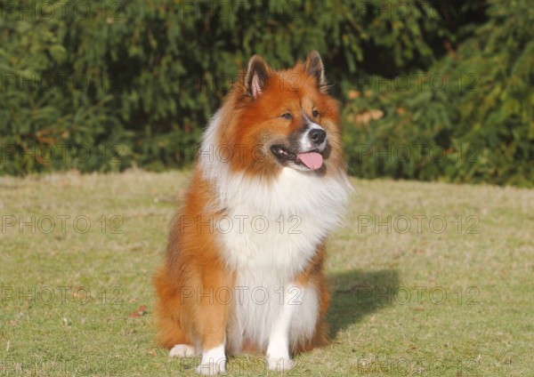 Large Elo (Canis lupus familiaris), 3 years old, sitting on a meadow, North Rhine-Westphalia, Germany