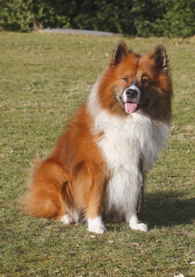 Large Elo (Canis lupus familiaris), 3 years old, sitting on a meadow, North Rhine-Westphalia, Germany