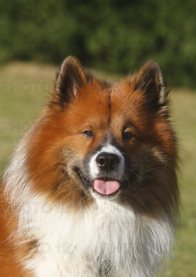 Large Elo (Canis lupus familiaris), male 3 years, portrait, North Rhine-Westphalia, Germany