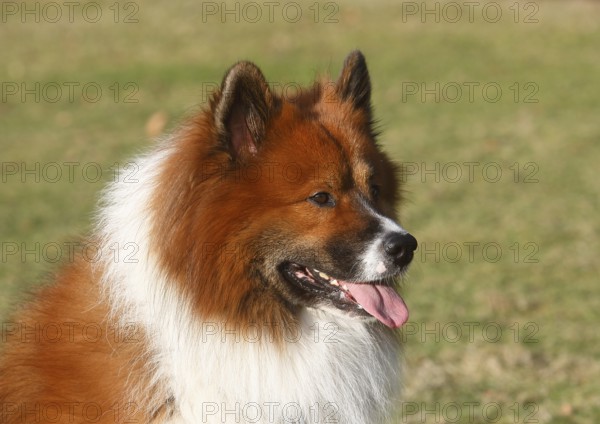 Large Elo (Canis lupus familiaris), male 3 years portrait, side view, North Rhine-Westphalia, Germany