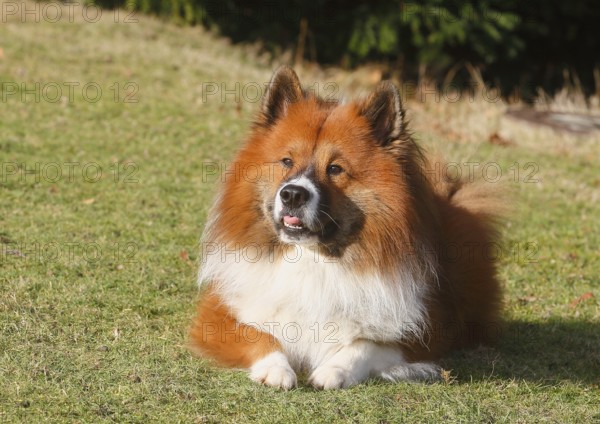 Large Elo (Canis lupus familiaris), male dog, 3 years old, lying on a meadow, North Rhine-Westphalia, Germany
