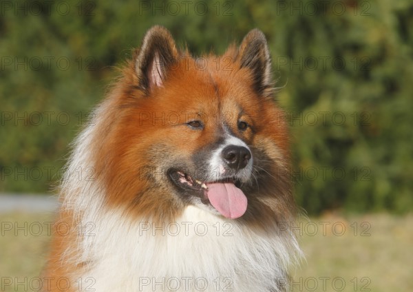 Large Elo (Canis lupus familiaris), male 3 years, portrait, North Rhine-Westphalia, Germany