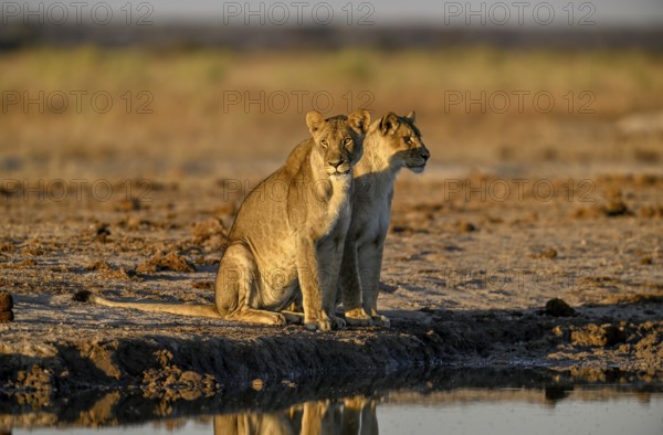 Two lionesses (Panthera leo) in the morning light at the Nxai Pan waterhole, Nxai Pan National Park, near Gweta, Central District, Botswana