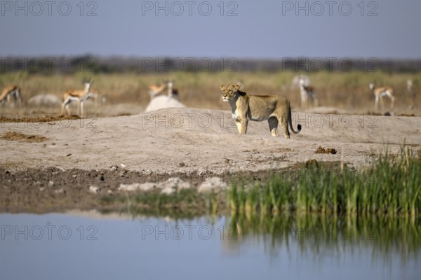 Lioness (Panthera leo) in the morning light at the Nxai Pan waterhole, Nxai Pan National Park, near Gweta, Central District, Botswana