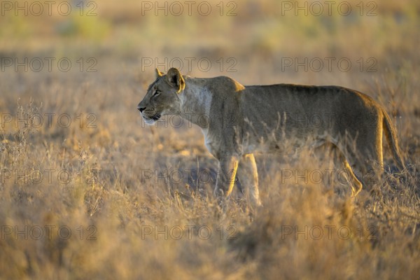 Lioness (Panthera leo) in the morning light in the tall grass, Nxai Pan National Park, near Gweta, Central District, Botswana