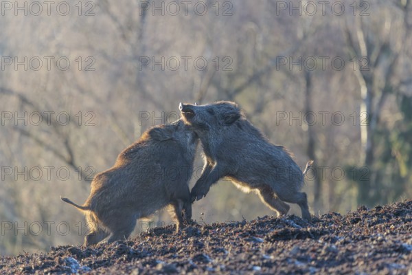 Two young wild boars (Sus scrofa) wrestle with each other in the backlight of the sun in a clearing. Bavaria, Germany