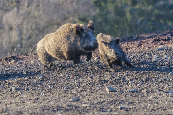 An adult wild boar (Sus scrofa) runs after a young animal and attacks it. A forest can be seen in the background. Bavaria, Germany