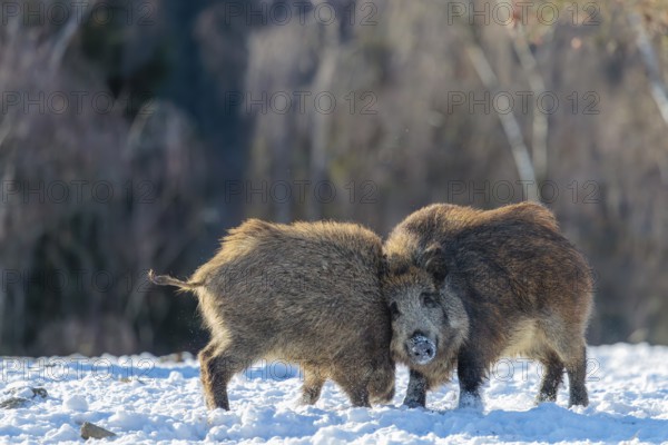 Two young wild boars (Sus scrofa) wrestle with each other in the backlight of the sun in a clearing. Their raised dorsal crests glow in the light. Bavaria, Germany