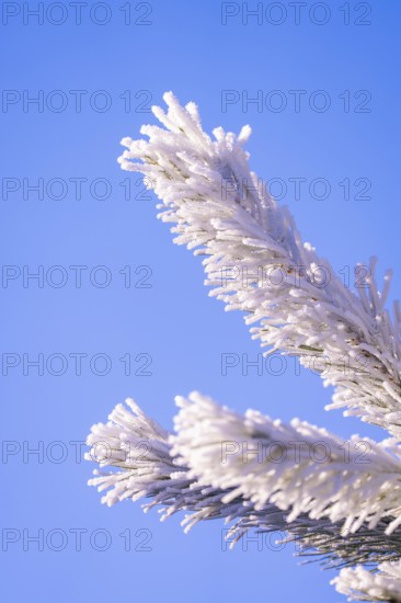 Close-up of frosty pine branches against clear blue sky, Black Forest, Germany