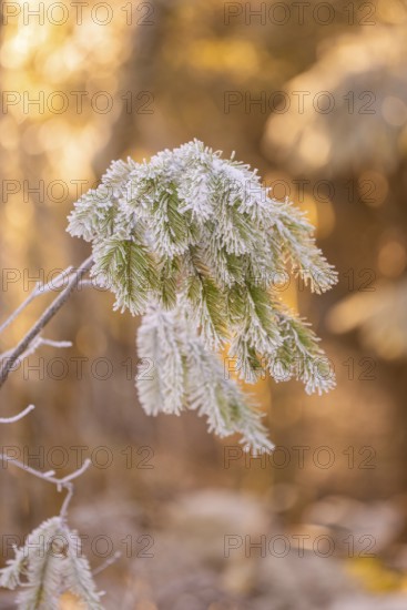 Frost-covered pine branch in golden light in winter, Black Forest, Germany