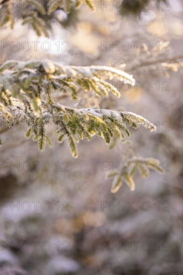 Pine branches covered with frost in a wintry atmosphere, Black Forest, Germany
