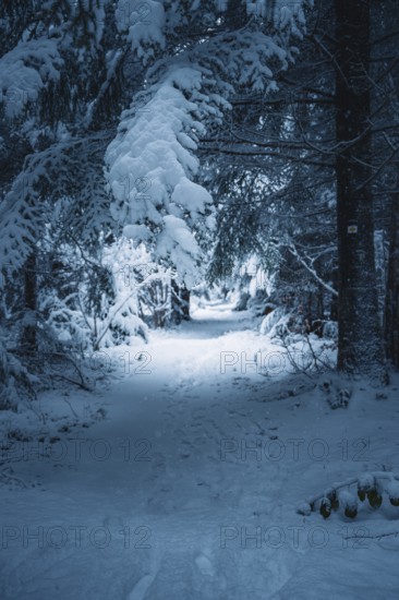 A snowy trail through a forest in a quiet winter scene, Besenfeld, Black Forest, Germany