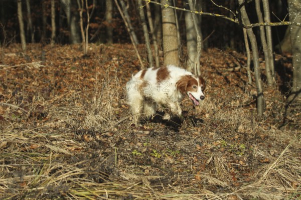 Hunting dog Irish Setter rummages at the edge of the forest while hunting, Allgäu, Bavaria, Germany, Allgäu, Bavaria, Germany