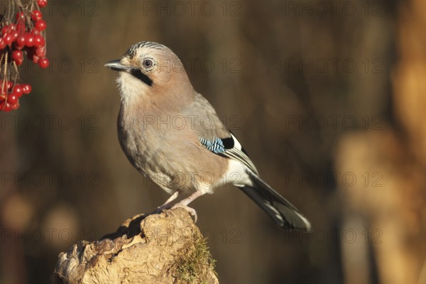 Eurasian jay (Garrulus glandarius) at winter feeding in the forest, Allgäu, Bavaria, Germany, Allgäu, Bavaria, Germany