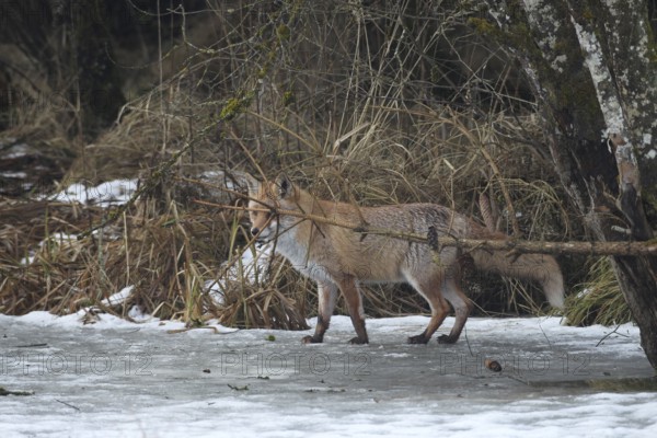 Red fox (Vulpes vulpes) secured on a frozen stream, Allgäu, Bavaria, Germany, Allgäu, Bavaria, Germany