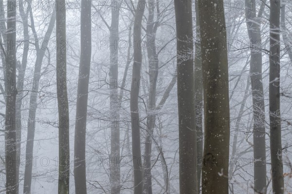 Bare tree trunks stand close together in a foggy winter forest, Blaubeuren, Swabian Jura, Baden-Württemberg, Germany