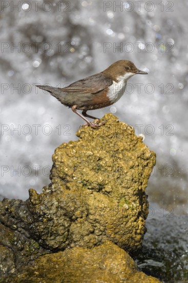 White-throated White-throated Dipper (Cinclus cinclus), standing on a tufa in front of a waterfall, biosphere reserve, Swabian Alb, Baden-Württemberg, Germany