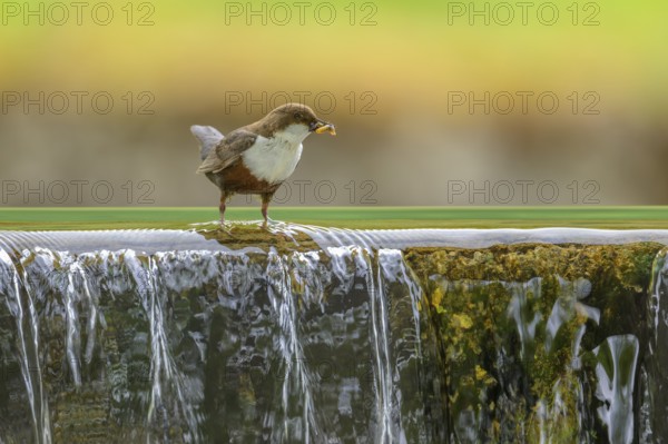 White-throated White-throated Dipper (Cinclus cinclus), standing on the edge of a weir with insects in its beak, biosphere reserve, Swabian Alb, Baden-Württemberg, Germany