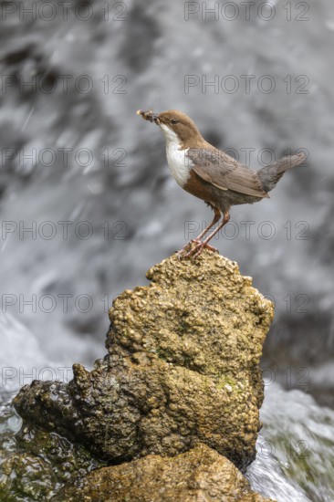 White-throated White-throated Dipper (Cinclus cinclus), standing on a tufa in front of a waterfall with insects in its beak, biosphere reserve, Swabian Alb, Baden-Württemberg, Germany