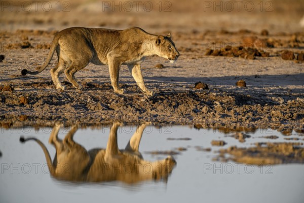 Lioness (Panthera leo) in the morning light at the Nxai Pan waterhole, reflection, Nxai Pan National Park, near Gweta, Central District, Botswana