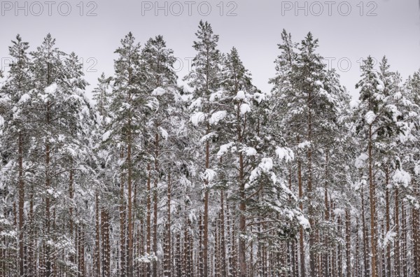 Deep snow-covered pine forest, near Jönköping, Jönköpings län, Sweden