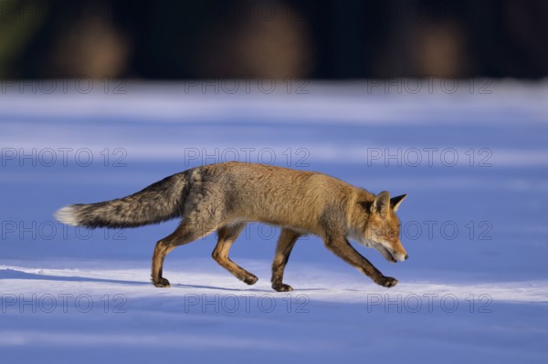 Red fox (Vulpes vulpes), foraging in a meadow covered with snow, Swabian Alb biosphere reserve, Baden-Württemberg, Germany