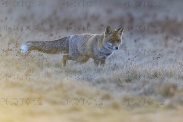 Red fox (Vulpes vulpes), foraging in a meadow, Swabian Alb biosphere reserve, Baden-Württemberg, Germany