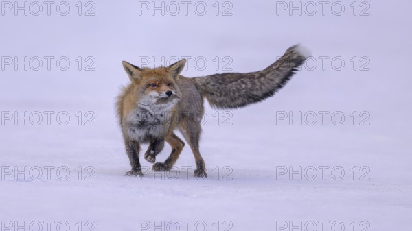 Red fox (Vulpes vulpes), with caught mouse on a meadow covered with snow, Swabian Alb biosphere reserve, Baden-Württemberg, Germany