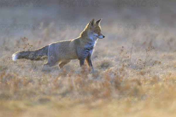 Red fox (Vulpes vulpes), securing in the last light in a meadow, Swabian Alb biosphere reserve, Baden-Württemberg, Germany
