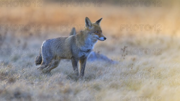 Red fox (Vulpes vulpes), securing at the leach in the last light, roe deer (Capreolus capreolus), road casualty, Swabian Alb biosphere reserve, Baden-Württemberg, Germany