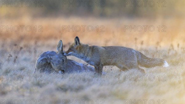 Red fox (Vulpes vulpes), at last light, roe deer (Capreolus capreolus), roadkill, Swabian Alb biosphere reserve, Baden-Württemberg, Germany