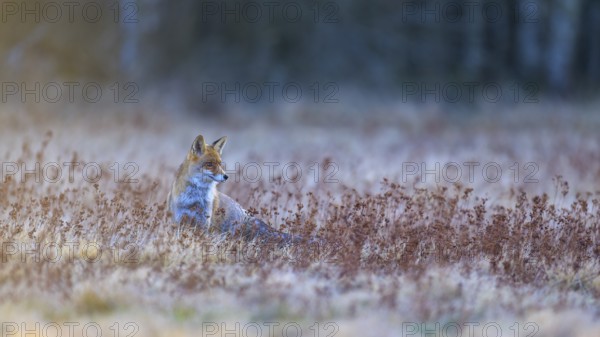 Red fox (Vulpes vulpes), securing in the last light, Swabian Alb biosphere reserve, Baden-Württemberg, Germany