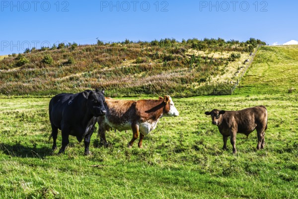 Bulls and Cows on Scottish Borders Farms, Scotland, UK