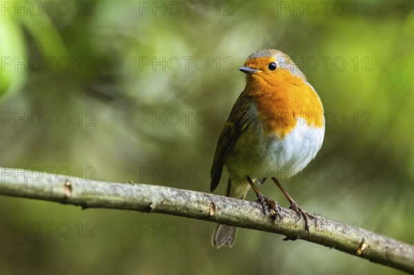 European Robinin in his environment. His Latin name is Erithacus rubecula