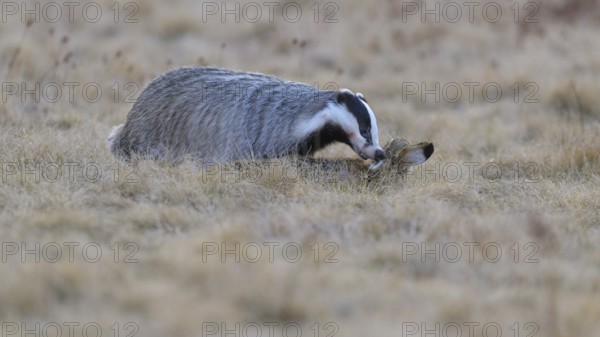 European badger (Meles meles), on roadkill, European hare (Lepus europaeus), in a meadow, Swabian Alb biosphere reserve, Baden-Württemberg, Germany