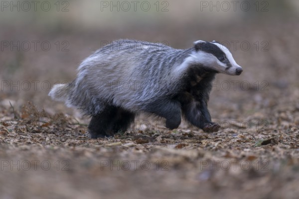 European badger (Meles meles), foraging in a beech forest, Swabian Alb biosphere reserve, Baden-Württemberg, Germany