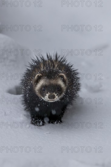 Moving around in closed snow cover is difficult for the European polecat (Mustela putorius), snow, winter, cold, frost, snowfall, Denmark