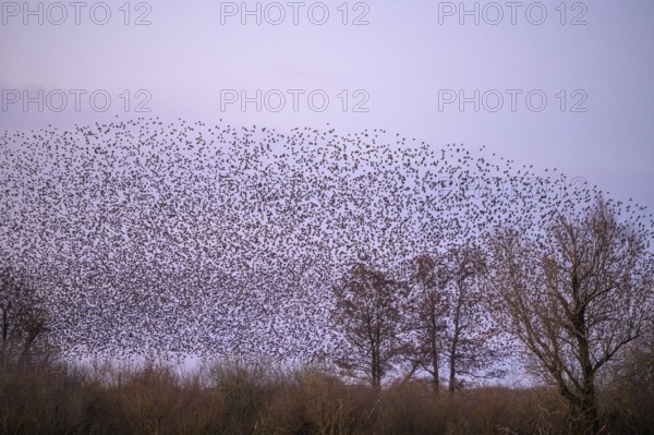 A flock of starlings (Sturnus vulgaris) forms impressive patterns in front of a colourful sky at sunset, Dümmer nature park Park, Lower Saxony, Germany