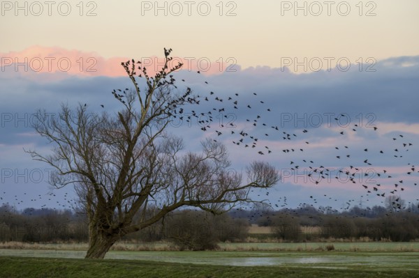A flock of starlings (Sturnus vulgaris) flies into a bare willow (Salix spec.) standing at the wheel of wet grassland meadows at sunset, Dümmer nature park Park, Lower Saxony, Germany