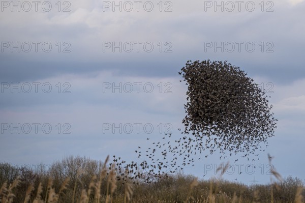 A flock of starlings (Sturnus vulgaris) draws a dynamic shape in the sky, Dümmer nature park Park, Lower Saxony, Germany