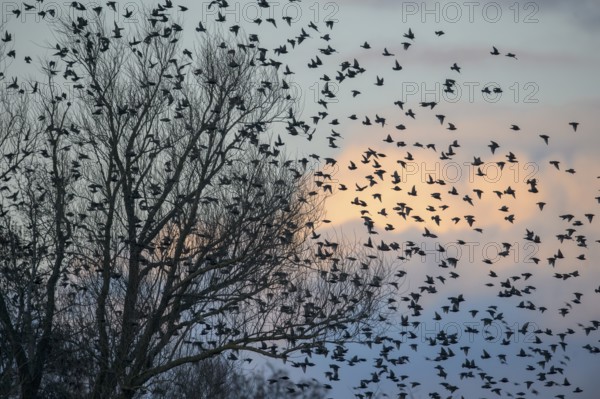A flock of starlings (Sturnus vulgaris) flying from a tree in front of a colourful sky at sunset, Dümmer nature park Park, Lower Saxony, Germany