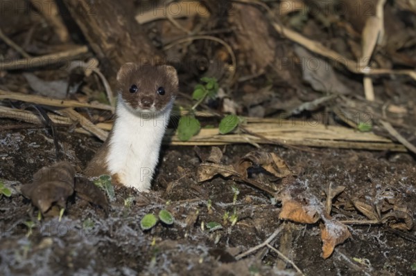 An ermine (Mustela erminea) looks out attentively from its den on a leaf-covered forest floor, Hesse, Germany