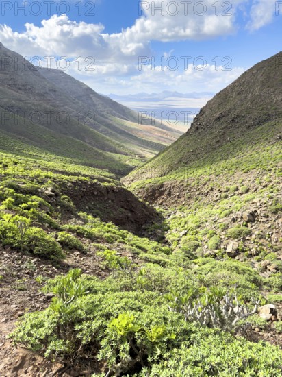 View of the green valley of Risco de Famara against a blue sky with white clouds, Caleta de Famara, Lanzarote, Canary Islands, Spain