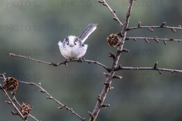 Long-tailed Tit (Aegithalos caudatus), Emsland, Lower Saxony, Germany